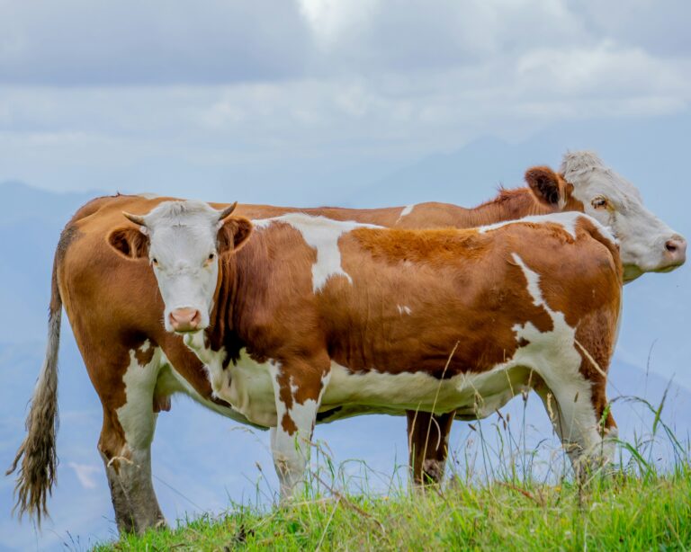 Fleckvieh cow.