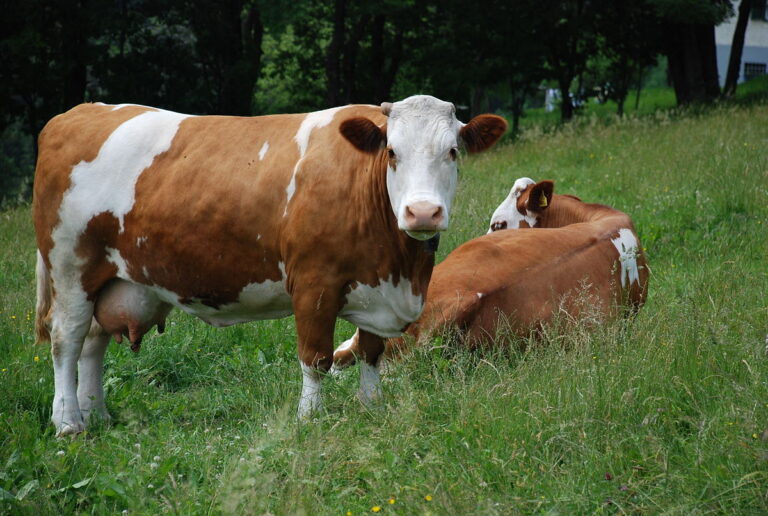 Fleckvieh Cow
